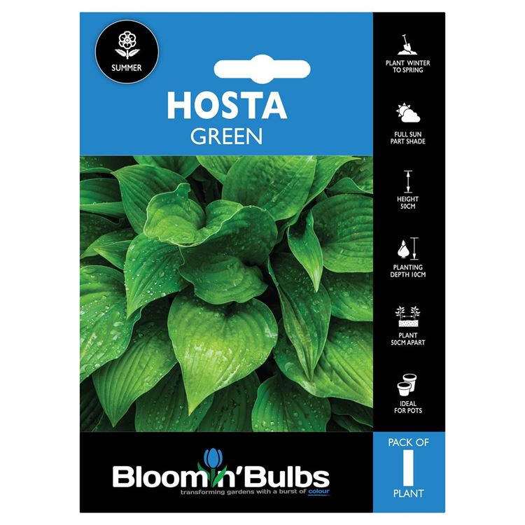 Picture of HOSTA GREEN 1pk