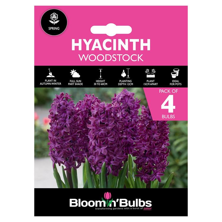 Picture of HYACINTH WOODSTOCK 4pk