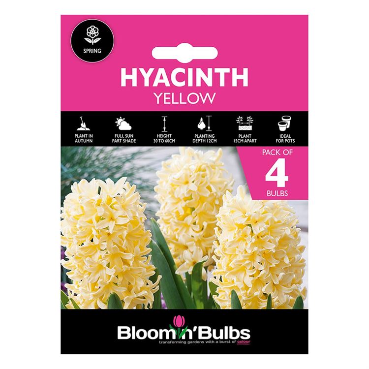 Picture of HYACINTH YELLOW 4pk