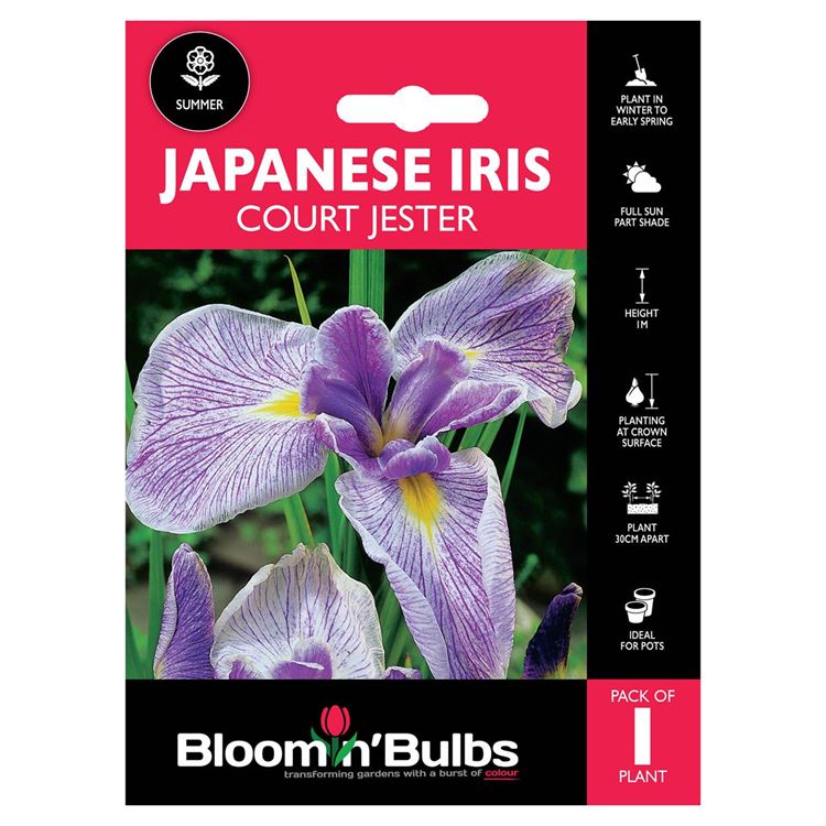 Picture of JAPANESE IRIS COURT JESTER 1pk