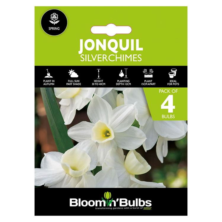 Picture of JONQUIL SILVERCHIMES 4PK