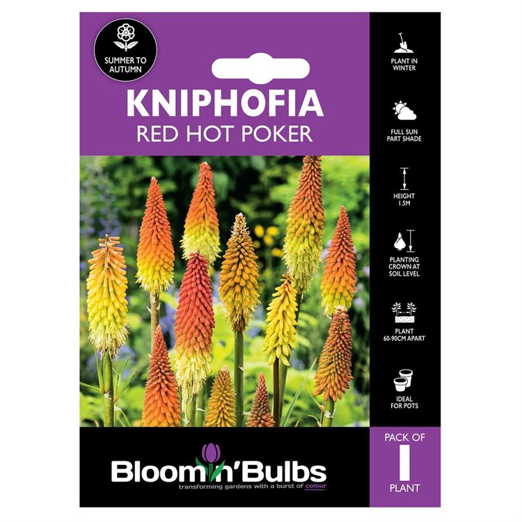 Picture of KNIPHOFIA RED HOT POKER 1pk