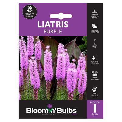 Picture of LIATRIS PURPLE 1PK