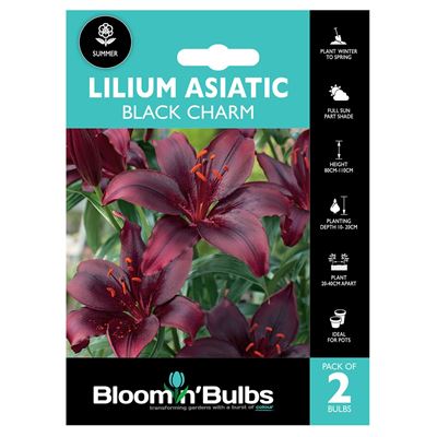 Picture of LILIUM BLACK CHARM 2pk