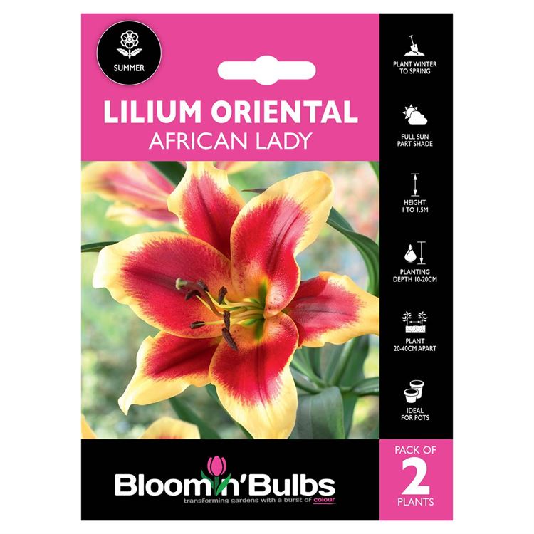 Picture of LILIUM AFRICAN LADY 2pk