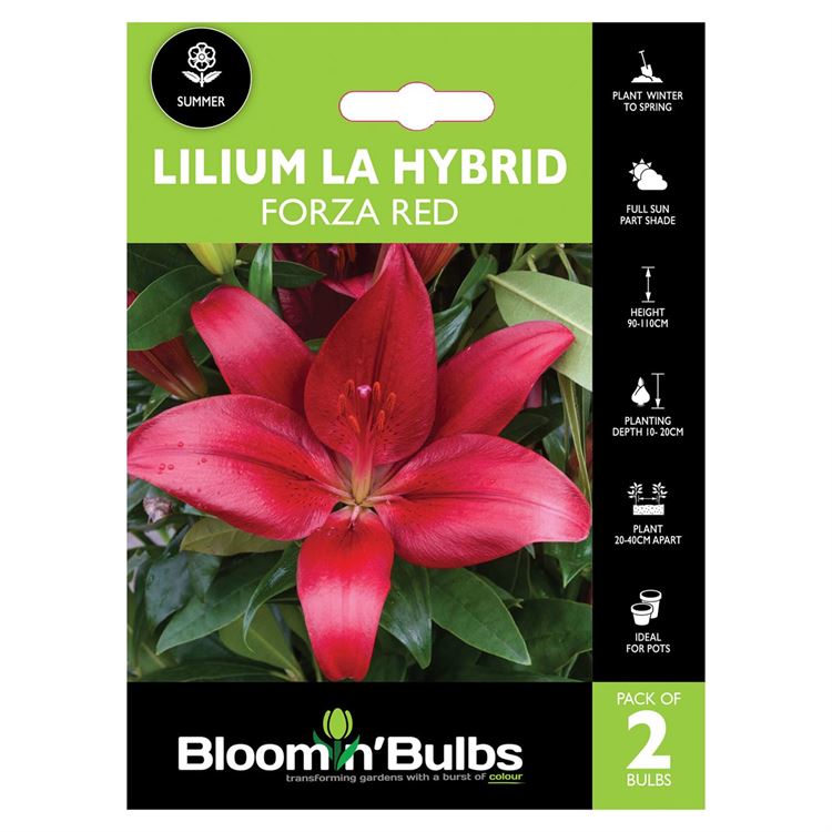 Picture of LILIUM FORZA RED 2pk