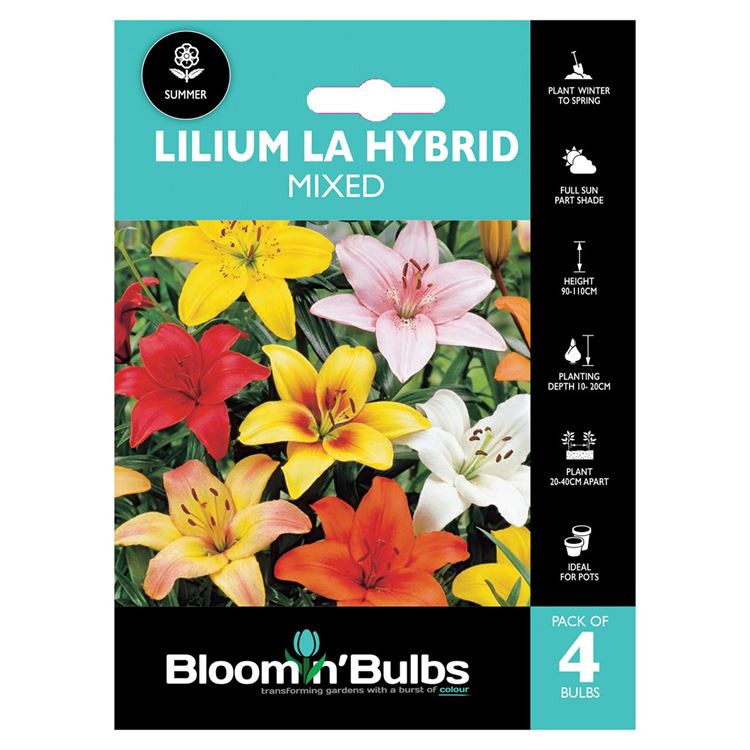 Picture of LILIUM MIXED 4pk