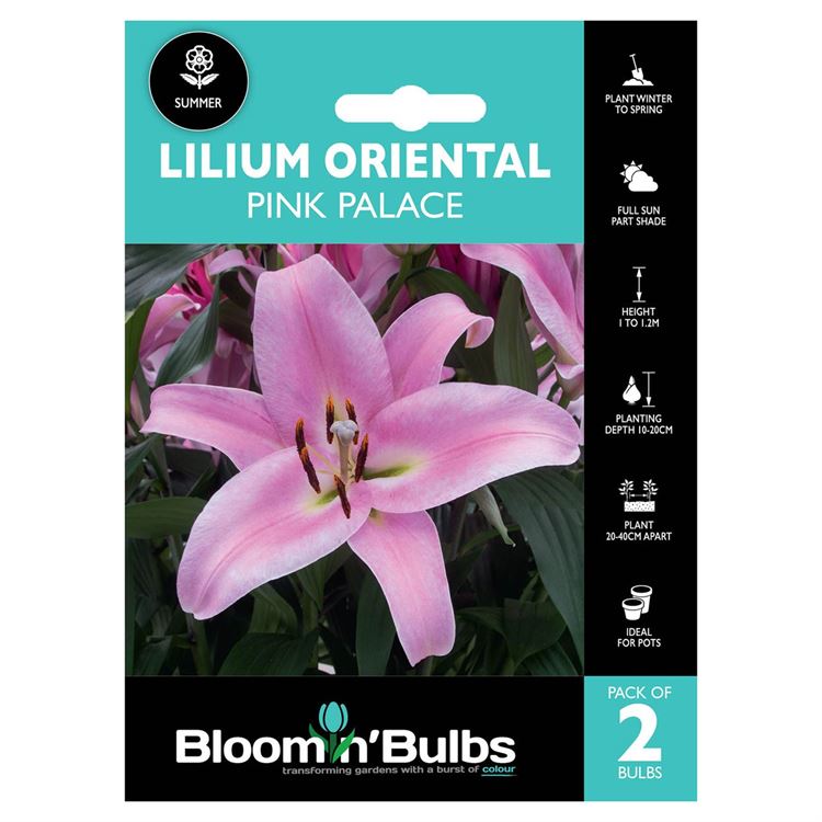Picture of LILIUM PINK PALACE 2pk