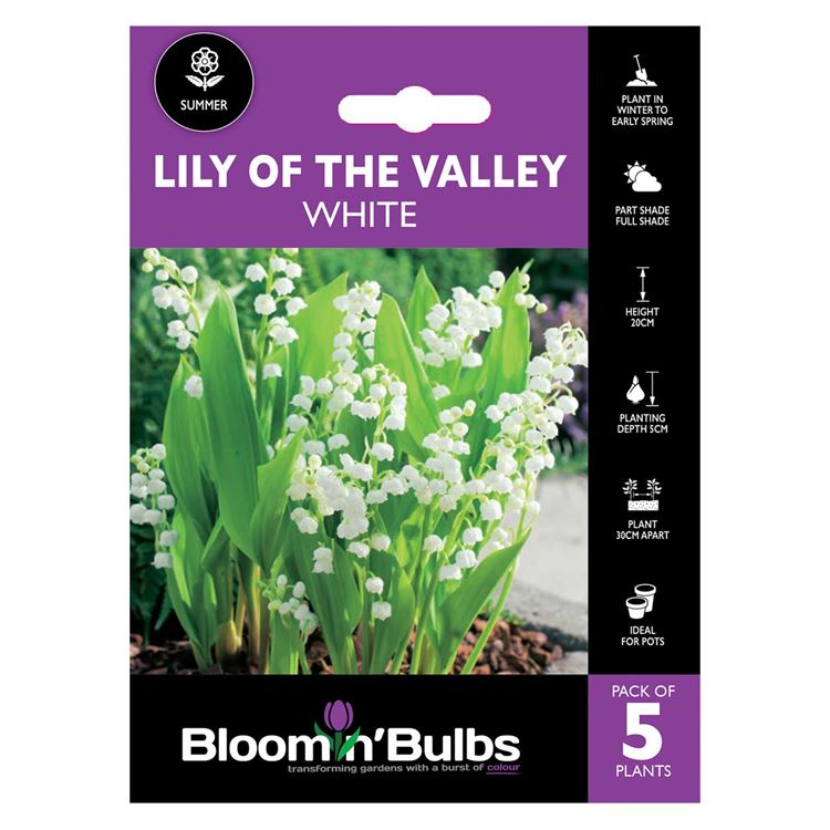 Picture of LILY OF THE VALLEY 5pk