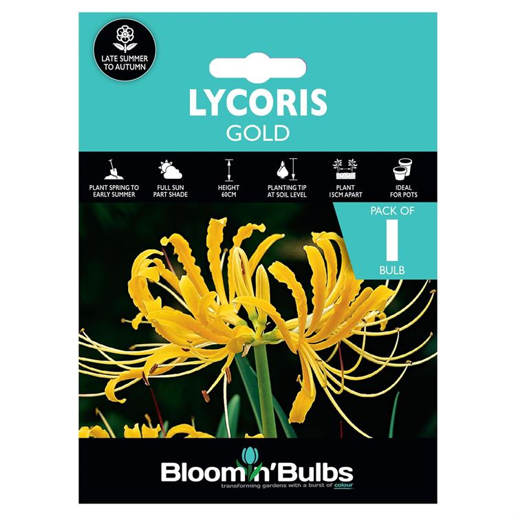 Picture of LYCORIS GOLD1pk