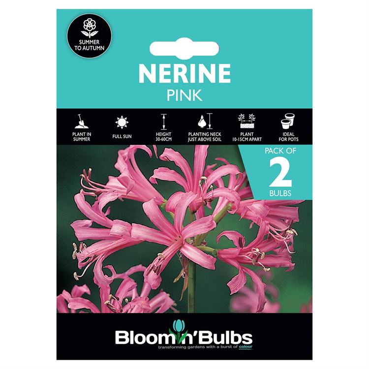 Picture of NERINE PINK 2pk