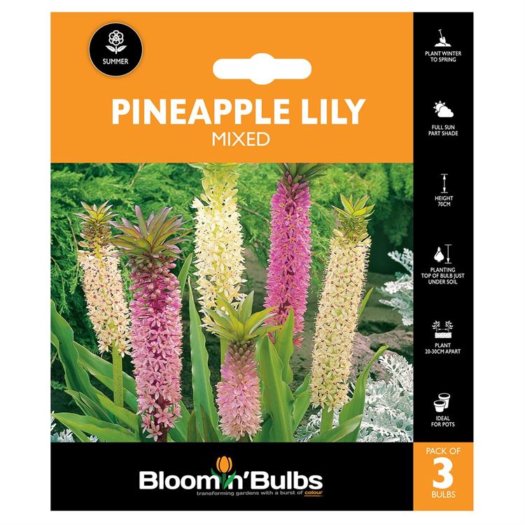 Picture of PINEAPPLE LILY MIXED 3pk