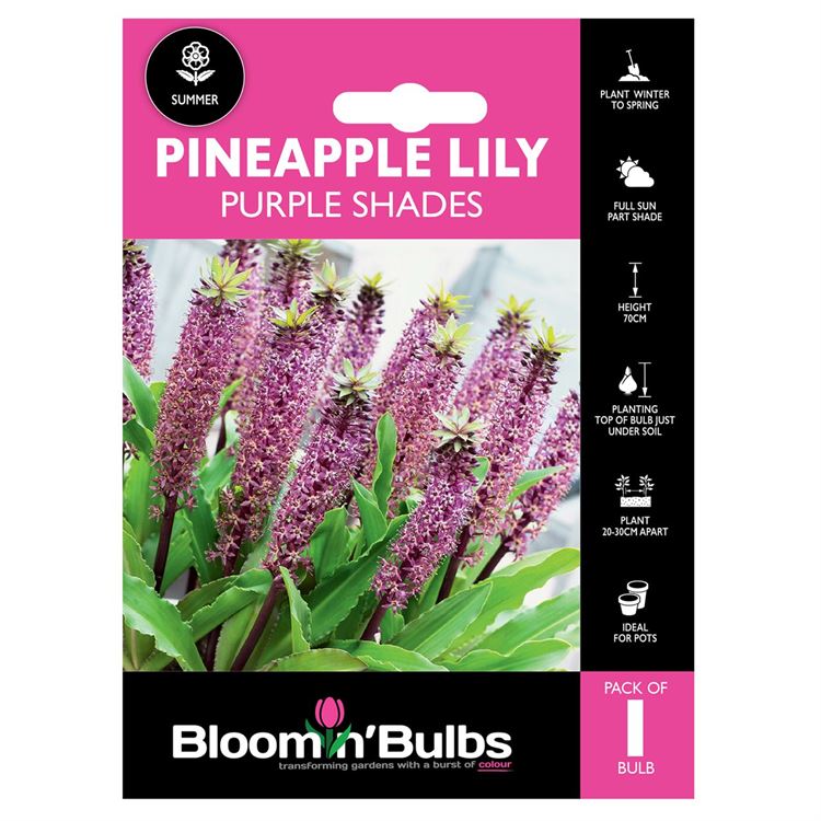 Picture of PINEAPPLE LILY PURPLE SHADES 1pk