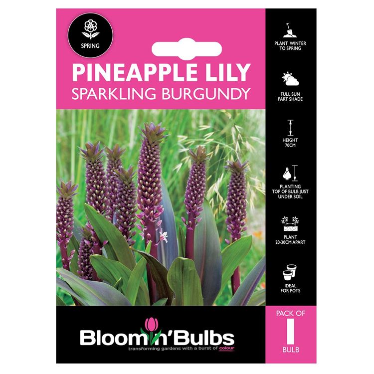Picture of PINEAPPLY LILY SPARKLING BURGUNDY 1pk