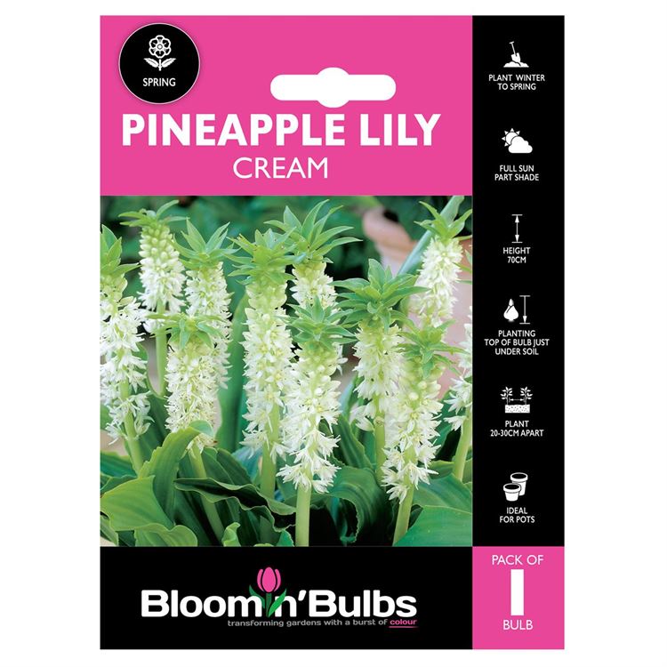 Picture of PINEAPPLE LILY CREAM 1pk
