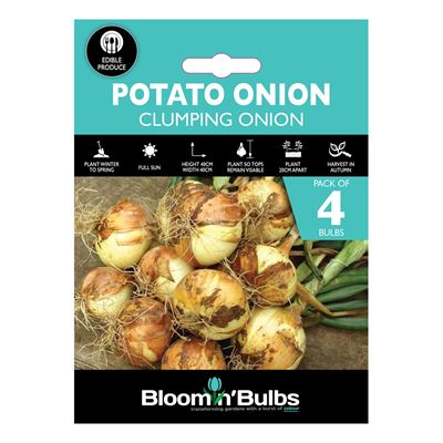 Picture of POTATO ONION 4pk