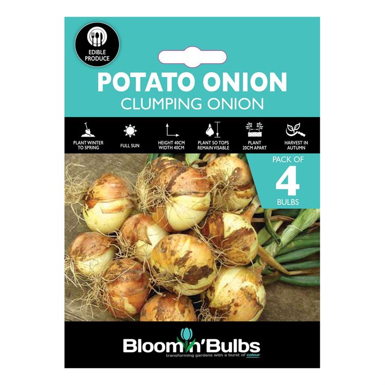 Picture of POTATO ONION 4pk