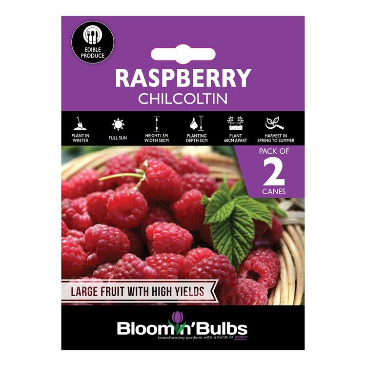 Picture of RASPBERRY CHILCOLTIN 2pk