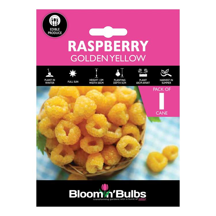 Picture of RASPBERRY GOLDEN YELLOW 1pk