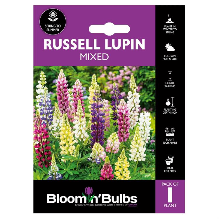 Picture of RUSSELL LUPIN MIXED 1pk