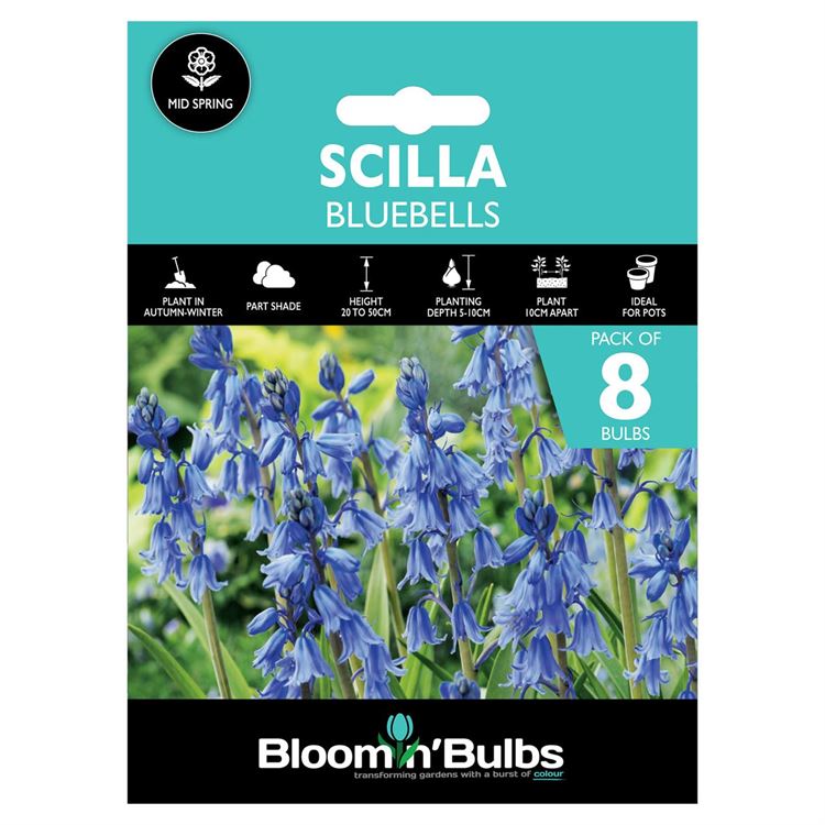 Picture of SCILLA BLUEBELLS  8pk