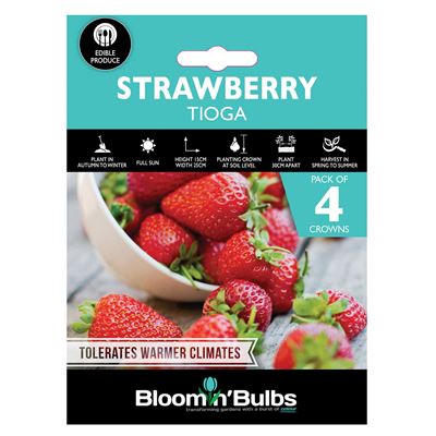 Picture of STRAWBERRY TIOGA 4pk