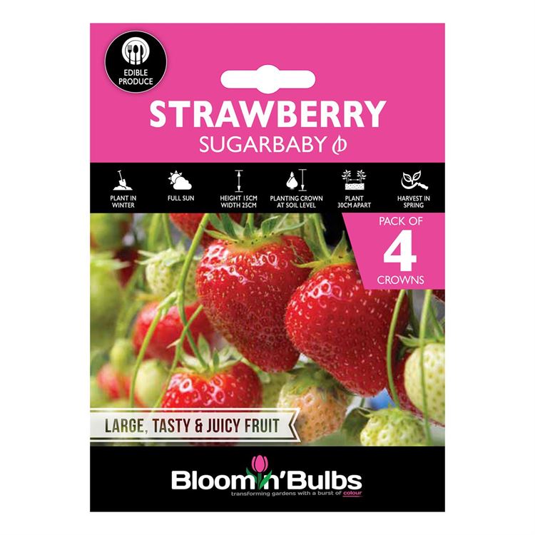 Picture of STRAWBERRY SUGARBABY 4pk