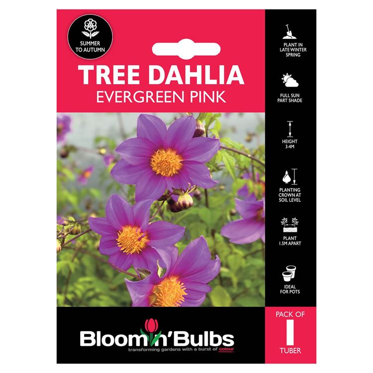 Picture of TREE DAHLIA EVERGREEN PINK 1pk