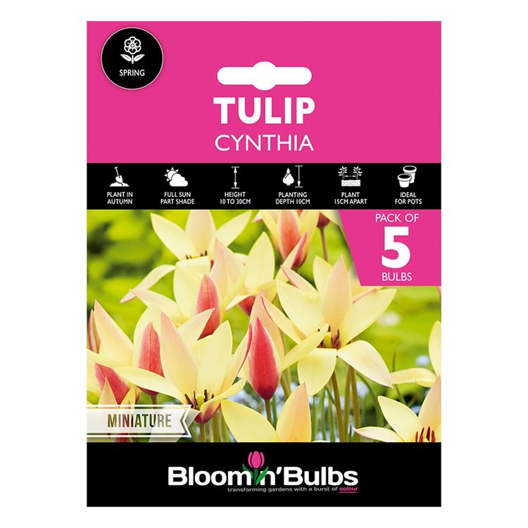 Picture of TULIP CYNTHIA 5PK