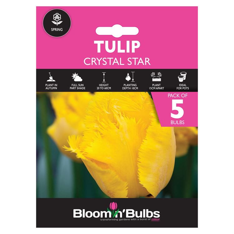 Picture of TULIP CRYSTAL STAR 5pk