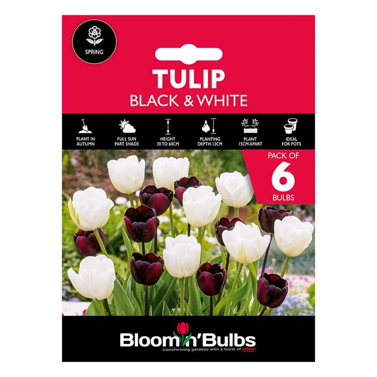 Picture of TULIP DUO - Black & White 6pk