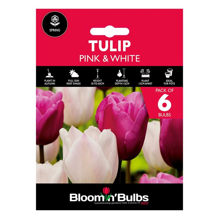 Picture of TULIP DUO - Pink & White 6pk