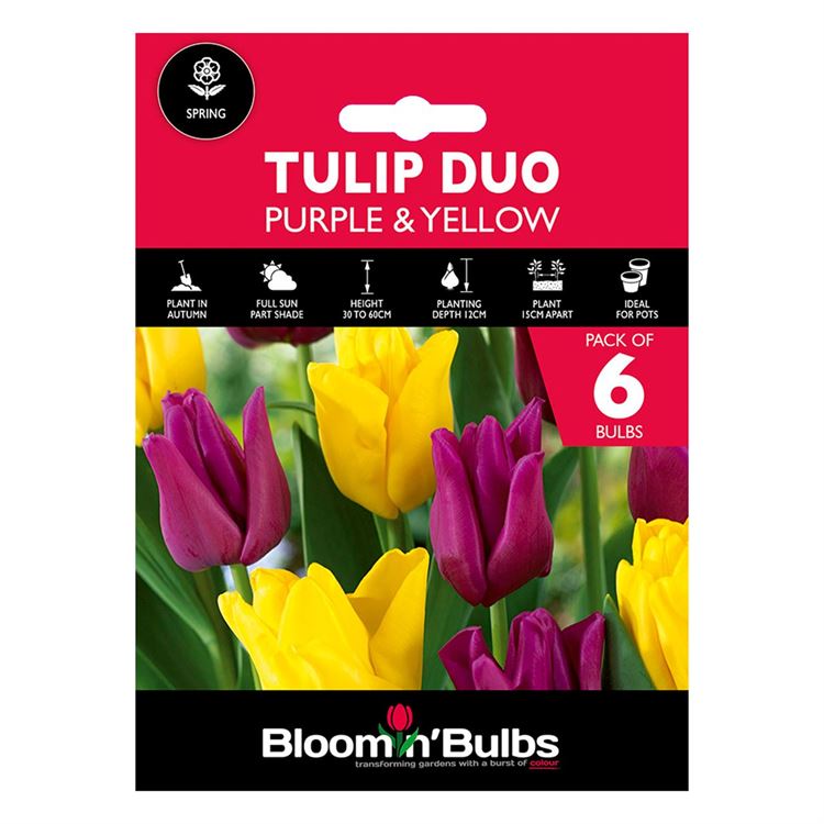 Picture of TULIP DUO - Purple & Yellow  6pk