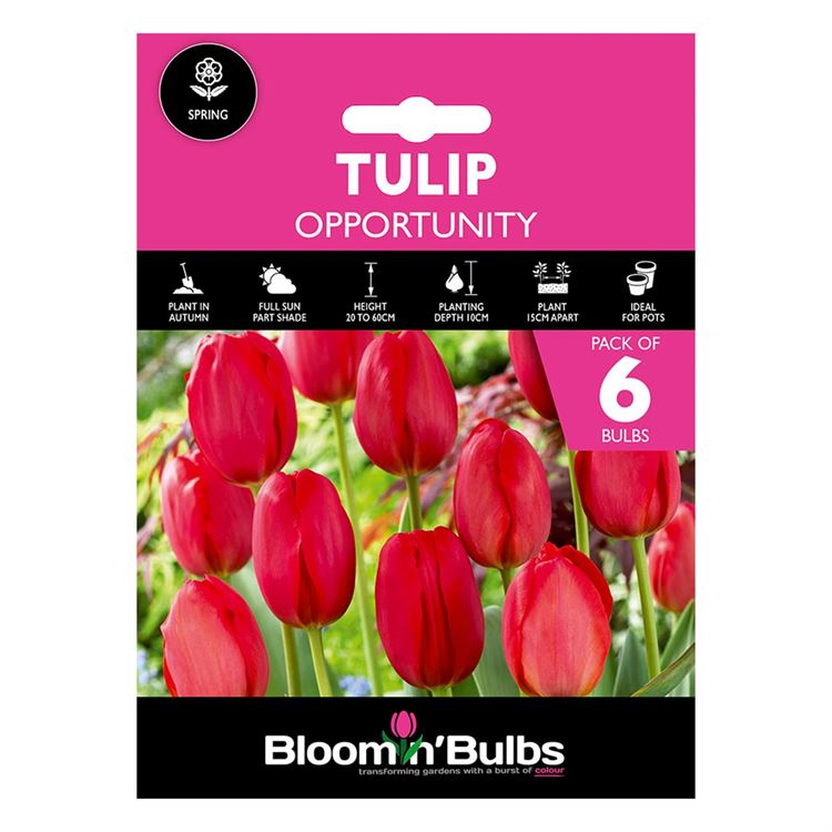 Picture of TULIP OPPORTUNITY 6pk