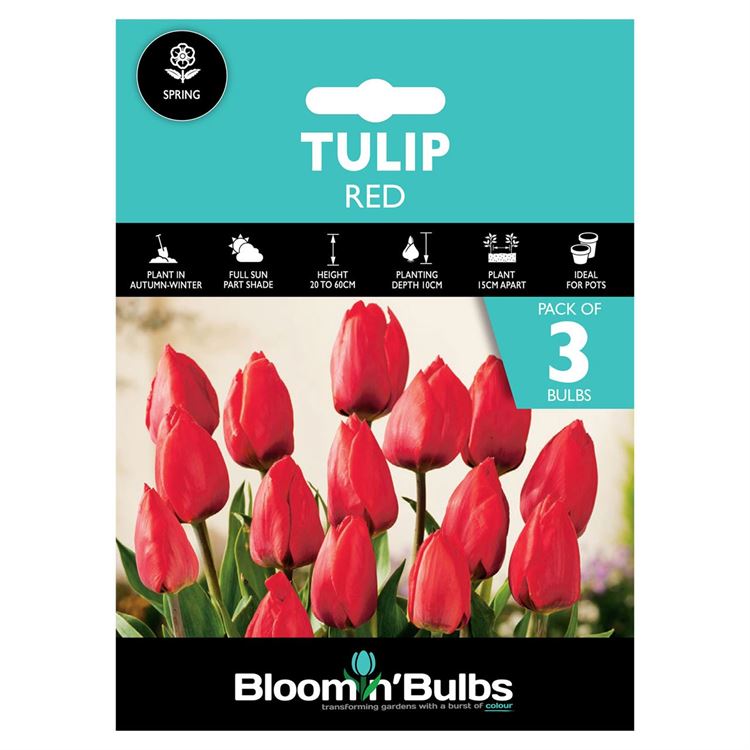 Picture of TULIP RED 3pk