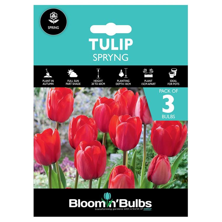 Picture of TULIP SPRYNG 3pk