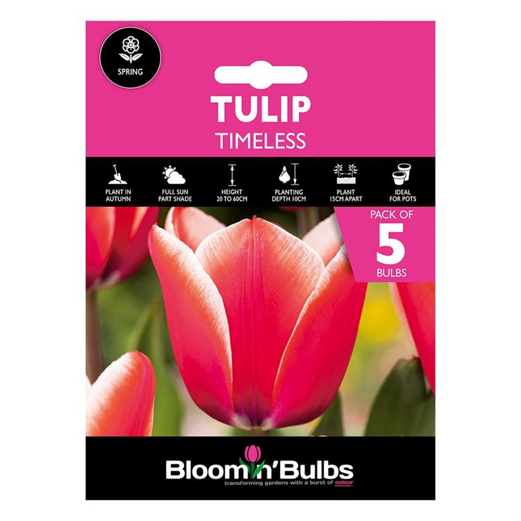 Picture of TULIP TIMELESS 5pk