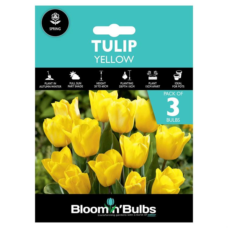 Picture of TULIP YELLOW 3pk