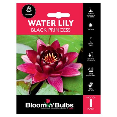 Picture of WATER LILY BLACK PRINCESS 1pk