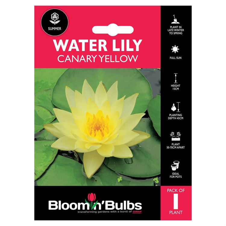 Picture of WATER LILY CANARY YELLOW 1pk