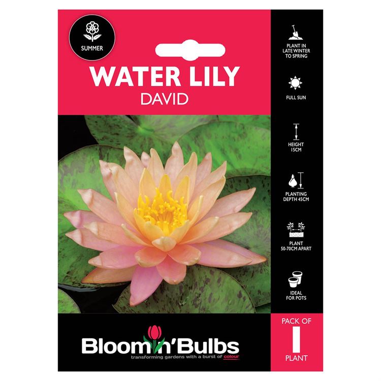 Picture of WATER LILY DAVID 1pk