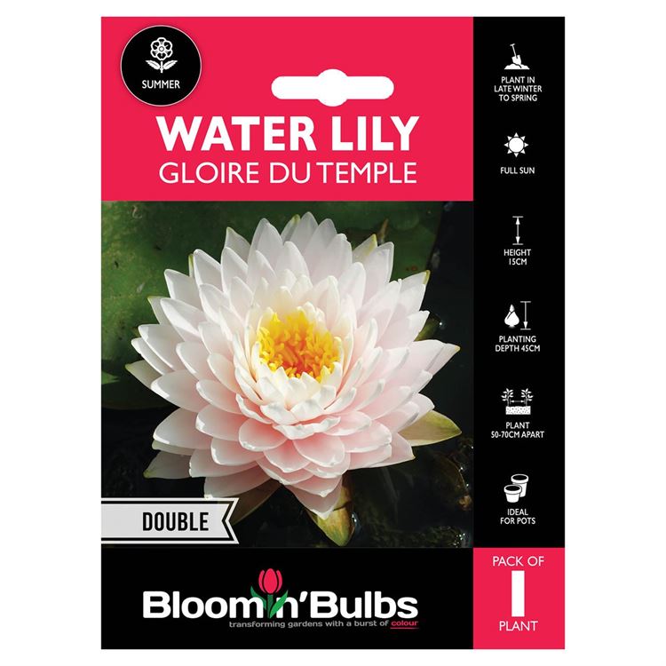 Picture of WATER LILY GLOIRE DU TEMPLE 1pk