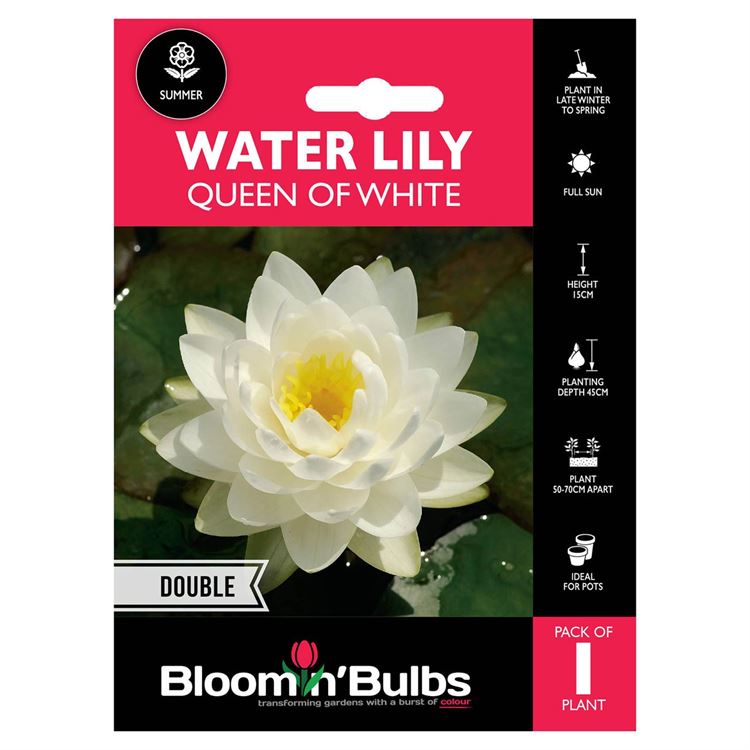 Picture of WATER LILY QUEEN OF WHITES 1pk
