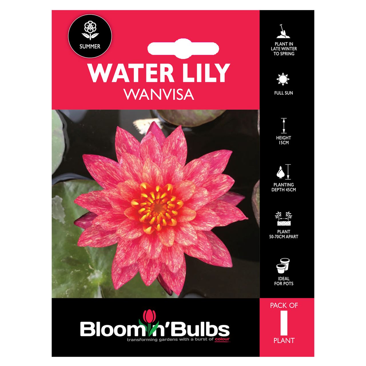 Bloomin Bulbs. WATER LILY WANVISA 1pk