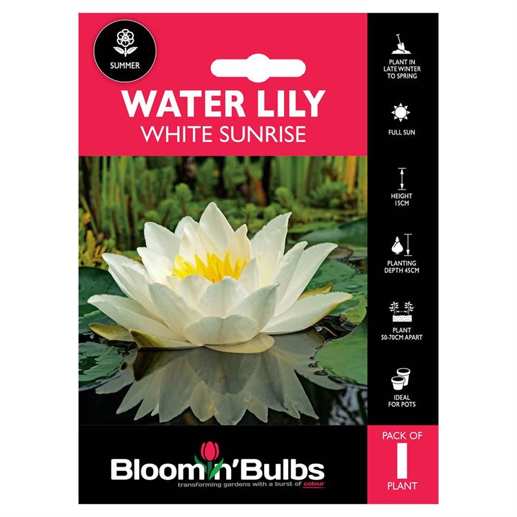 Picture of WATER LILY WHITE SUNRISE 1pk
