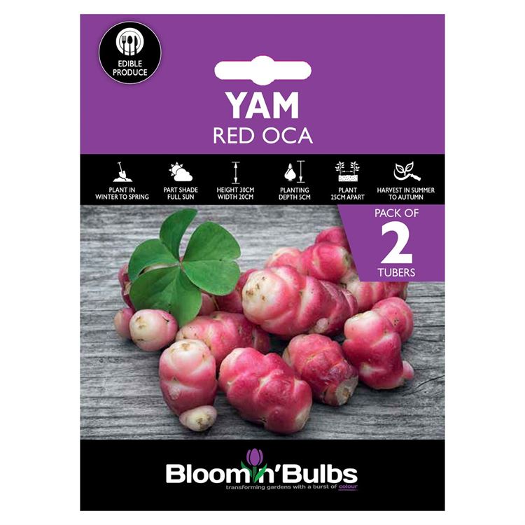 Picture of YAM - RED OCA 2pk