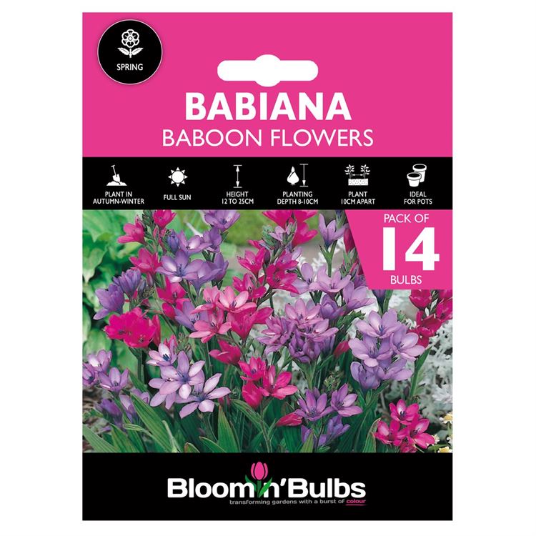 Picture of BABIANA BABOON FLOWERS 14pk