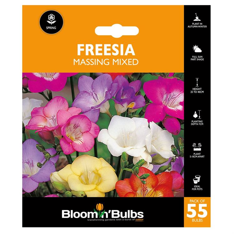 Picture of FREESIA MASSING MIXED 55PK