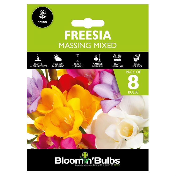 Picture of FREESIA MASSING MIXED 8PK