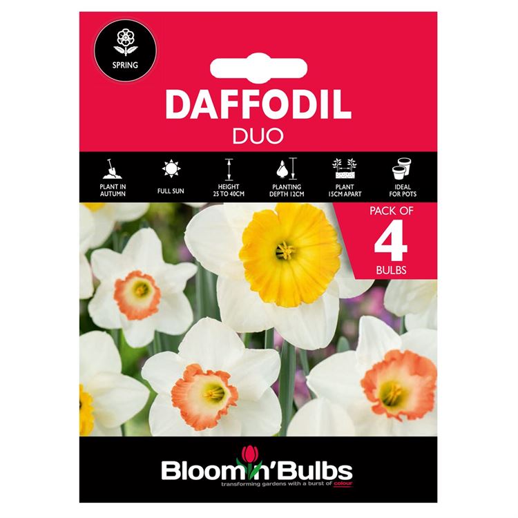 Picture of DAFFODIL DUO 4pk